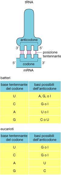 Alcuni trnas richiedono l appaiamento accurato delle basi soltanto nelle prime due basi del