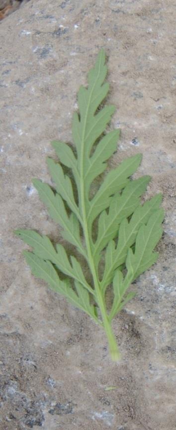 Assenzio selvatico (Artemisia