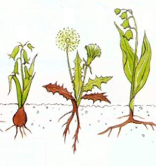 Forme biologiche radici, rizomi e stoloni Organi che spariscono in inverno Organi che persistono in inverno Obbiettivo: - evitare la formazione di nuove sementi - indebolire (consumare) le