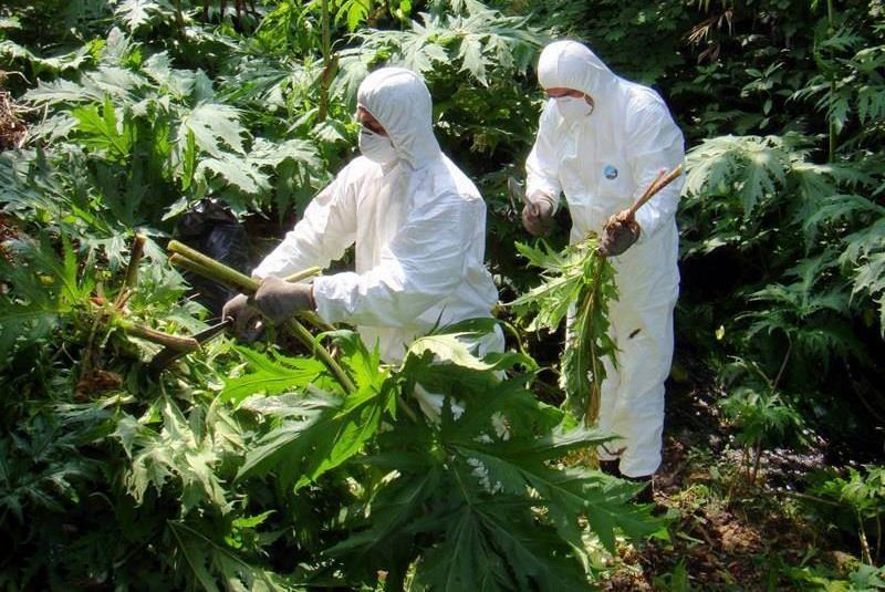 Come comportarsi Panace di Mantegazzi: contattare il Servizio fitosanitario Proteggere pelle