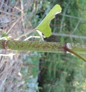 Poligono del Giappone - Reynoutria japonica