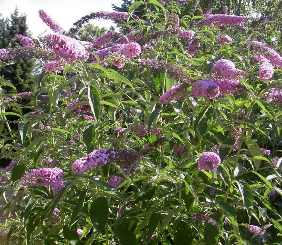 Buddleja Buddleja davidii