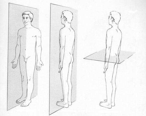 La posizione ideale va verificata sui tre piani: il piano sagittale ( i segmenti del corpo saranno o flessi o estesi); il piano frontale ( i segmenti del