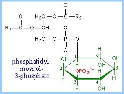 Associazione proteine con lipidi di membrana Alcune proteine citosoliche hanno domini che si legano transitoriamente alle teste polari di lipidi.