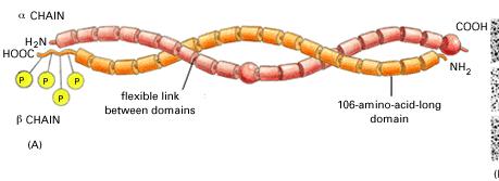 es. i domini pleckstrin homology, (PH) sono in grado di legare il fosfatidilinosiltolo. Alcuni domini PH si legano al PIP 2 (PI 4,5 P2).