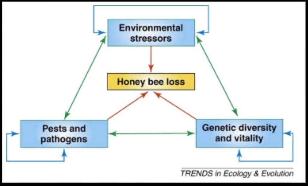 Il cambiamento climatico e le api STRESS AMBIENTALI Urbanizzazione Deforestazione Incendi Pesticidi Erbicidi Fungicidi Malnutrizione Morte per fame Cattiva gestione dell