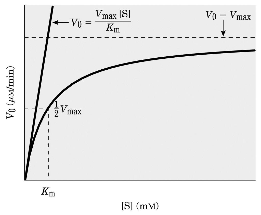 se K m << [S] V o = V max [S] K m + [S]