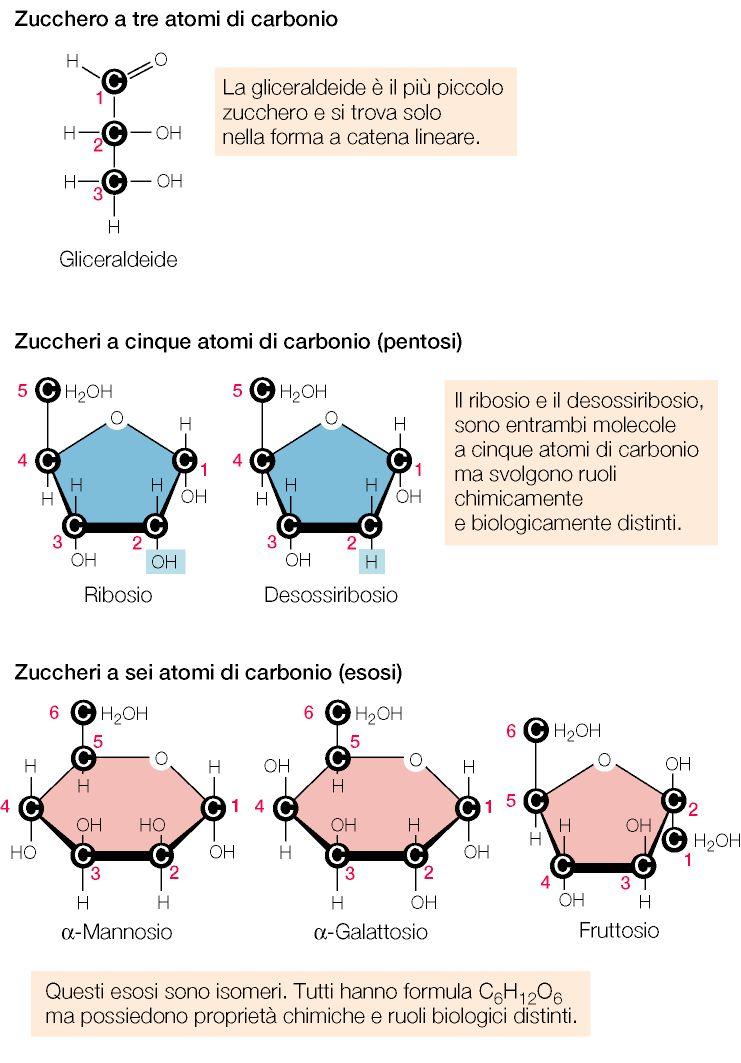 Triosi Pentosi Esosi Monosaccaridi