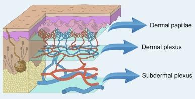 Allantoina E un prodotto creato per via metabolita della