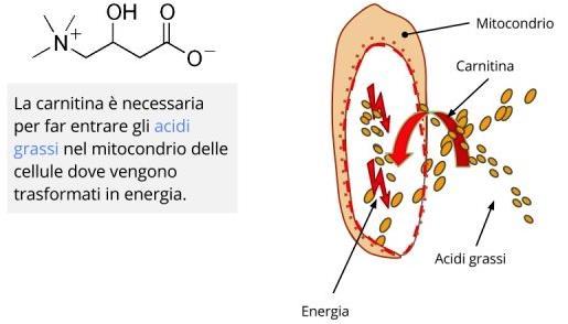 Una volta all interno del mitocondrio, la molecola di grasso viene impiegata per la produzione di energia cellulare Vitamina E Nel nostro organismo la vitamina E agisce come un potente