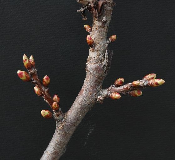 2 Tripide fiorale Limitatamente ai susineti con danno alla raccolta nel corso della passata stagione intervenire con un piretroide prima della fioritura: vedi tabella.