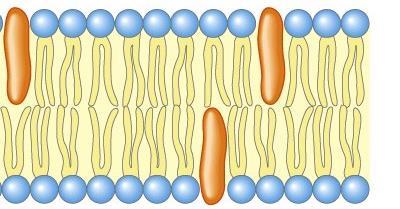 Anche gli STEROLI (colesterolo) quando presenti in una membrana cellulare hanno lo stesso effetto delle insaturazioni: gli steroli hanno un corpo