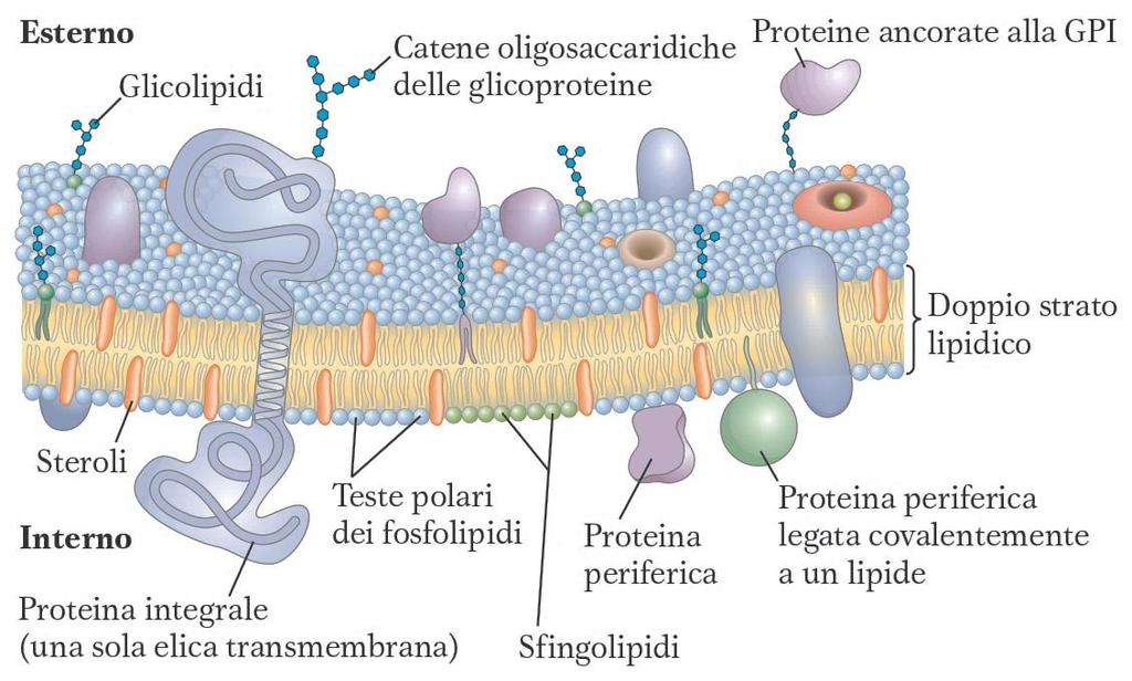 La struttura delle membrane biologiche rispetta il MODELLO A MOSAICO FLUIDO Nelson