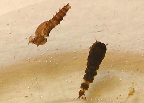 Pupa