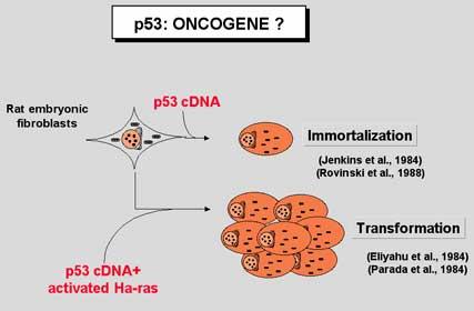 p53 was First Characterized as an Oncogene p53 cdna può immortalizzare i fibroblasti embrionali di ratto