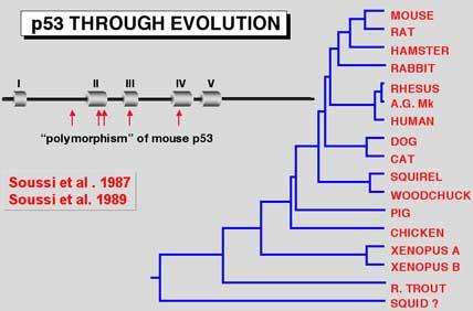 Evidenze che p53 è un Tumor Supppressor I polimorfismi di p53 del topo si trovano in regioni conservate in tutti i vertebrati, e quindi devono essere mutazioni p53