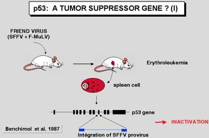 Evidenze che p53 è un Tumor Supppressor Inattivazione di p53 causa tumori in topi: Friend Murine Leukemia -Integration of virus into a single p53 allele -Second