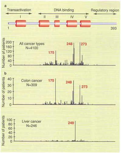 La proteina p53 è mutata in molti tumori umani circa metà di tutti i tumori umani contengono mutazioni p53