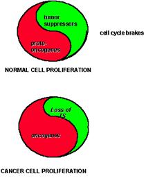 L equilibrio tra l azione dei proto-oncogeni e degli