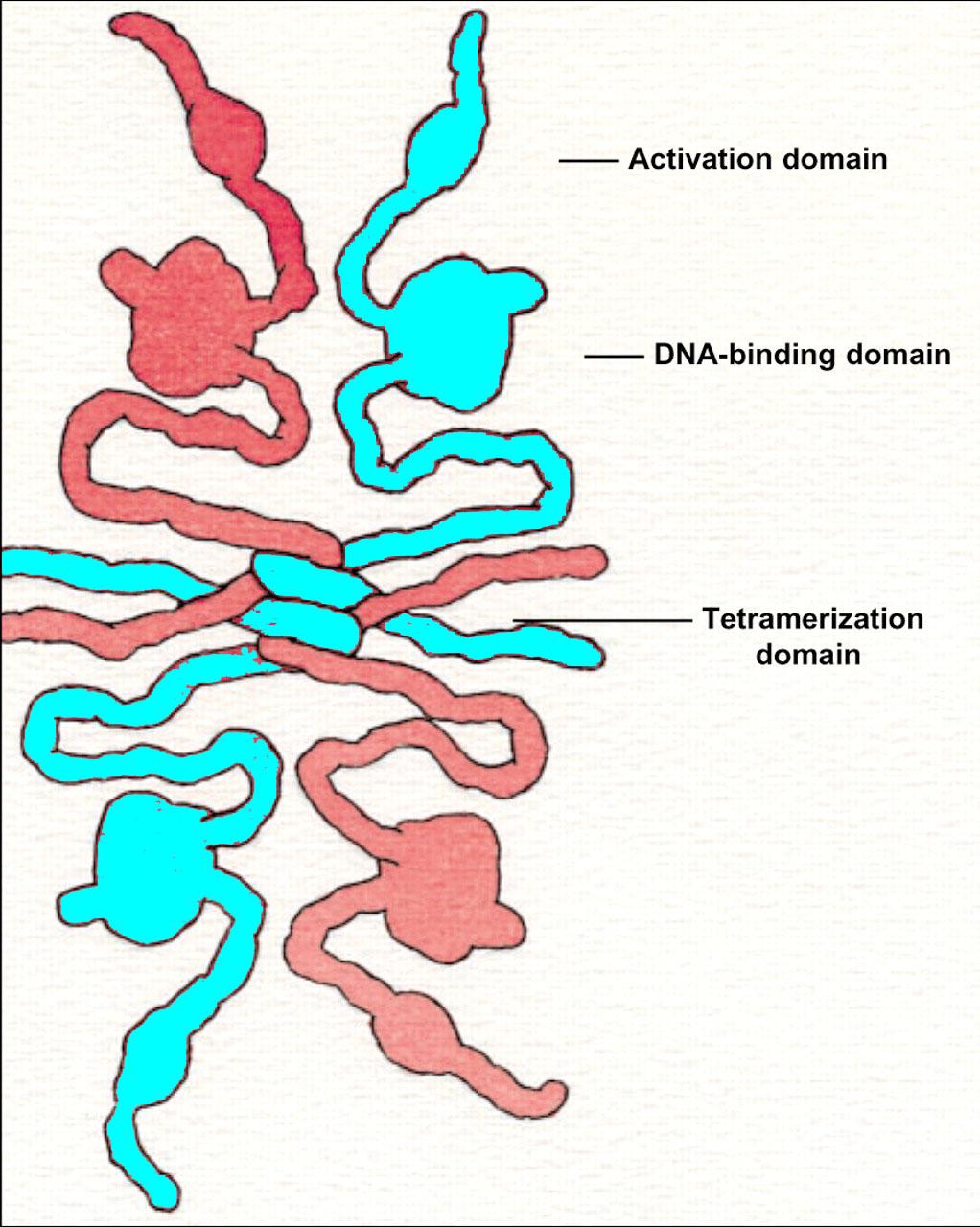 Binding Domain Tetramerization Domain Adapted From Goodsell (1999) The