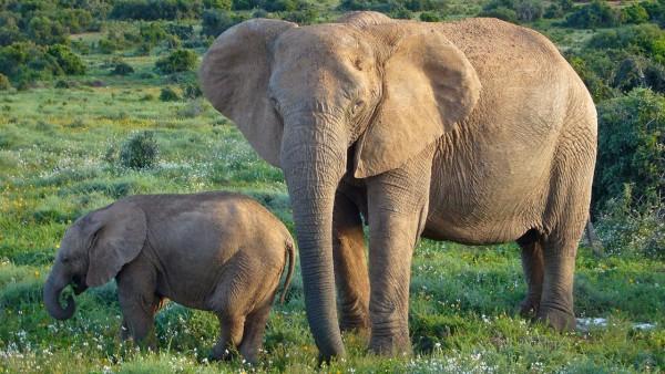 La probabilità di avere un tumore aumenta con l età. Allora come mai gli elefanti non sviluppano tumori?