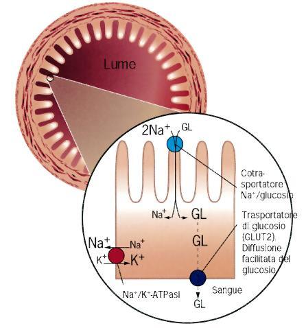 Esempio di Co-Trasporto Il glucosio passa dall esterno all interno della cellula contro gradiente attraverso il cotrasportatore Na + /Glucosio Pompa