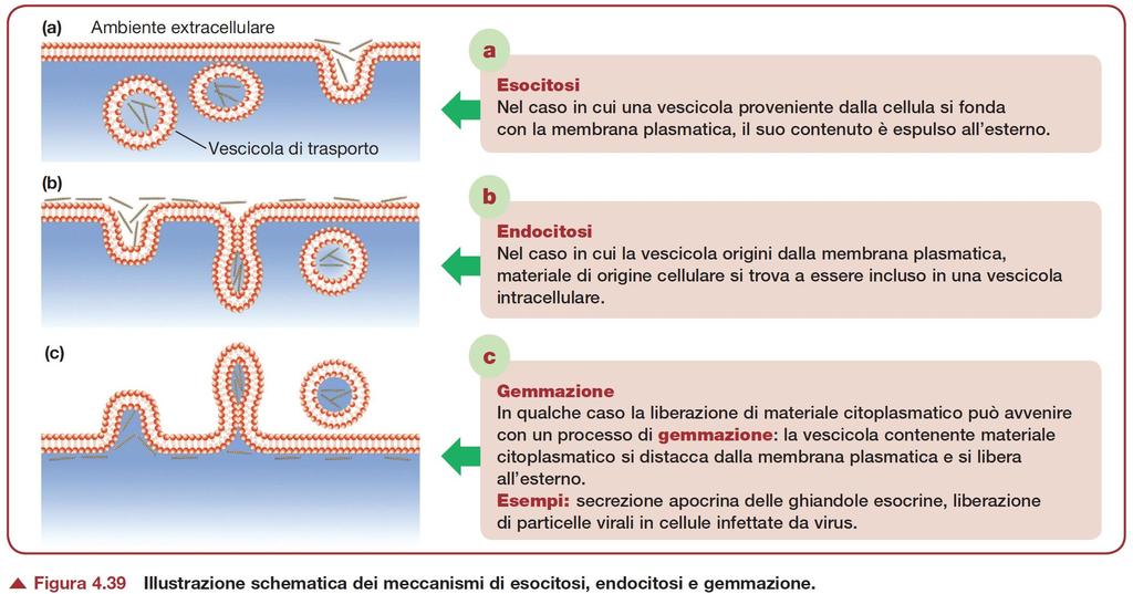 Endocitosi: Trasporto all interno della cellula