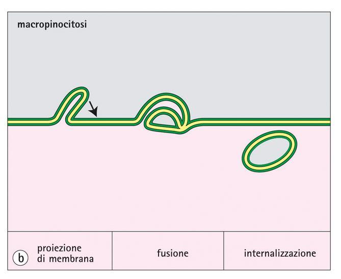 Pinocitosi Letteralmente: la cellula beve Importo di fluidi che