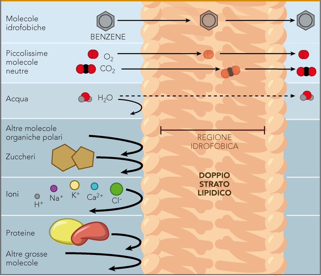 Le membrane biologiche sono selettivamente permeabili Più una molecola è piccola e solubile nei lipidi