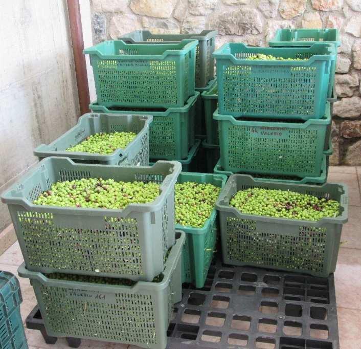 lavorazione in frantoio. In particolar modo, in caso di olive colpite in misura significativa da Bactrocera oleae, si consiglia di lavorare le olive entro 24h dalla raccolta.