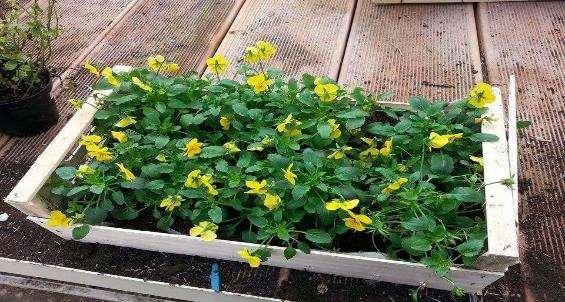 Usi Le viole vengono utilizzate come piante ornamentali nei giardini per aiuole, bordure, o per la coltura in vaso su terrazzi.