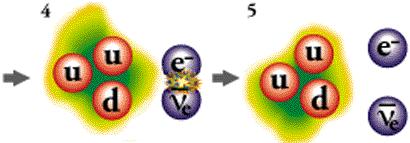 (uud) (q=+1) 4) Il bosone W - decade in un elettrone e un neutrino 5) Lo stato finale è p+e+ν