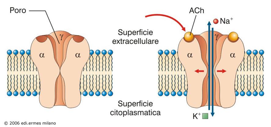 Recettore ionotropo dell