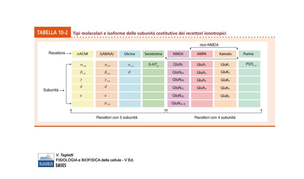 inibizione canali K +