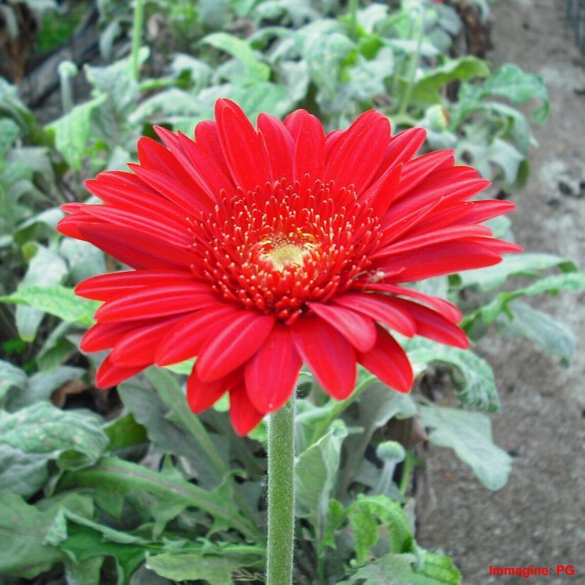 Gerbera jamesonii) Famiglia: Compositae Phytophtora cryptogea marciume basale) Colletto, apparato radicale e