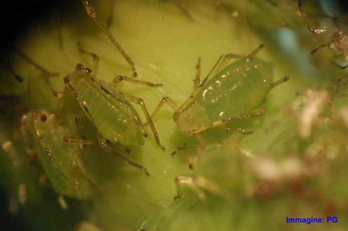 possono impiegare: Tra gli ovicidi si cita Clofentezine. Aphis sp.