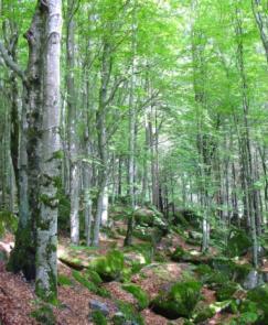 Gli habitat Stato di conservazione: l'effetto della somma dei fattori che influiscono sull'habitat naturale nonché sulle specie tipiche che in esso si trovano, che possono alterarne, a lunga