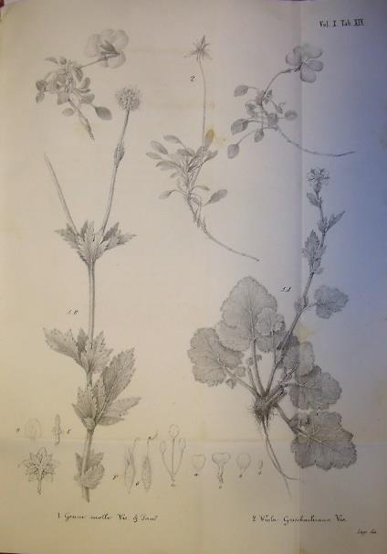 19 20 19 DE VISIANI Roberto - PANCIC Joseph. PLANTAE SERBICAE rariores aut nove a... descriptae et iconibus illustratae. Decas I. S.l., 1862 75 in-4, pp. 20 (da pag.