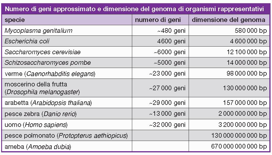 Dimensione del genoma e