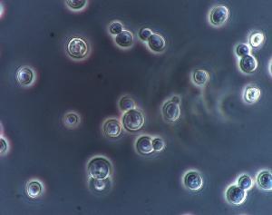 biologia Yeast