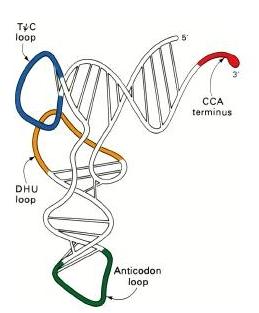 Oggetti della bioinformatica Sequenze di acidi nucleici >gi 8886401 gb AF162269.
