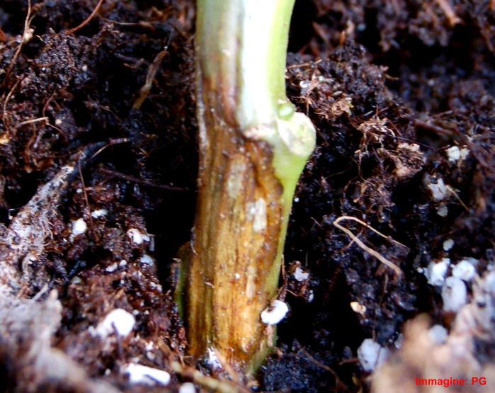 Impiegare prodotti a base di Tolclofosmetile Thielaviopsis basicola marciume pedale) Il fungo si insedia sulle radici facendovi insorgere un marciume pedale.