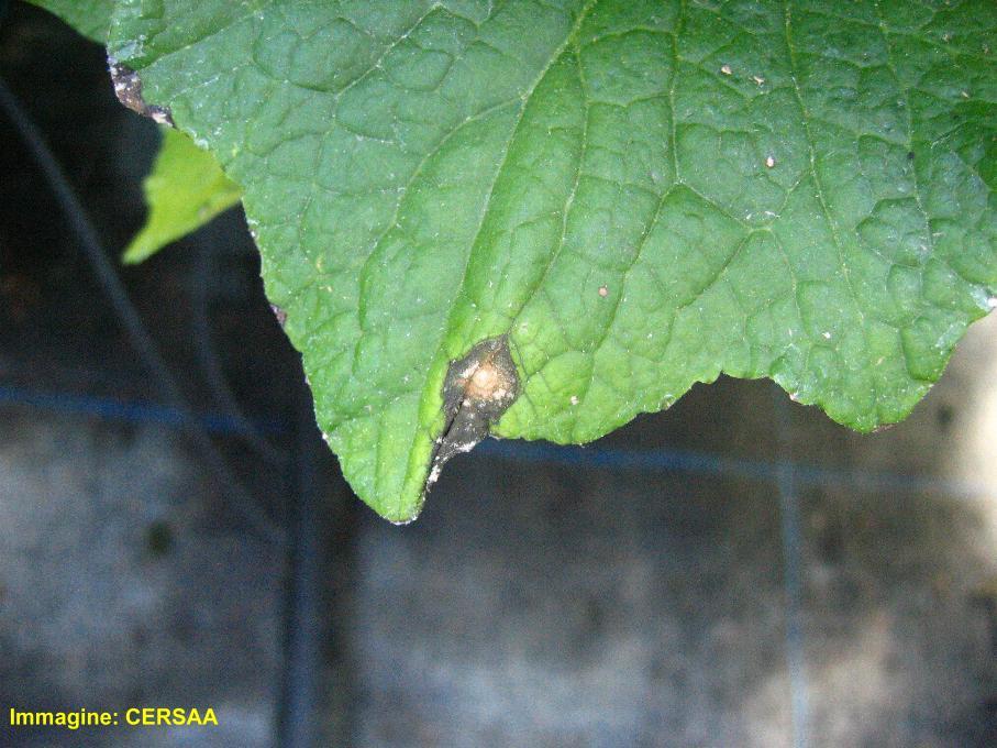 maculatura fogliare) Il fungo determina la comparsa, sulle foglie, di aree tondeggianti e clorotiche di circa 510 mm di diame Eseguire concimazioni