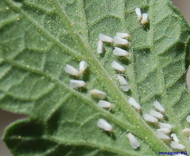 moscerino bianco) Sulla pagina inferiore delle foglie si possono osservare colonie più o meno numerose di piccoli individu Intervenire con