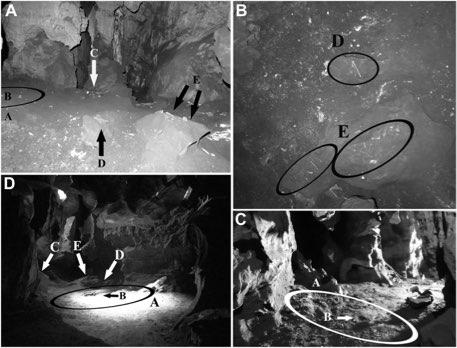 era composto dagli scienziati della Wist University e volontari speleologi contatti da Lee Berger (Evolutionary Studies Institute) (Randolph-Quinney 2015).