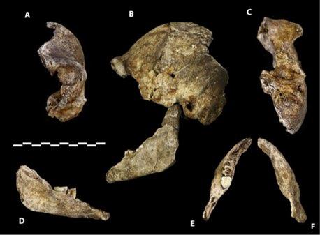 13 DH3 (A) visione frontale, (B) laterale sinistra in articolazione con la mandibola e (C) basale del cranio; mandibola U.W. 101-361 in visione (D) mediale sinistra, (E) occlusale e (F) basale.