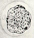 degli annessi embrionali Cellule