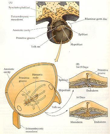 Gastrulazione Formazione della stria primitiva (simile allo sviluppo degli uccelli) Ingressione attraverso