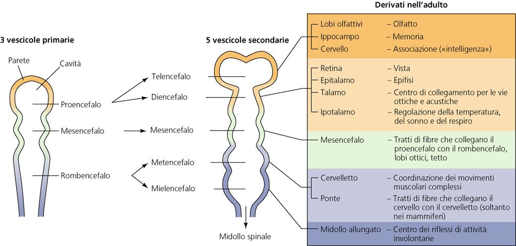 Differenziamento del sistema nervoso centrale 3 vescicole