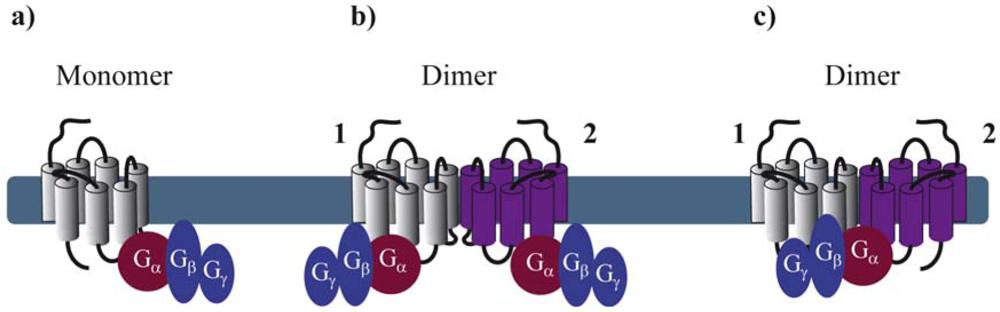 SEGNALE G-protein-coupled receptor kinase